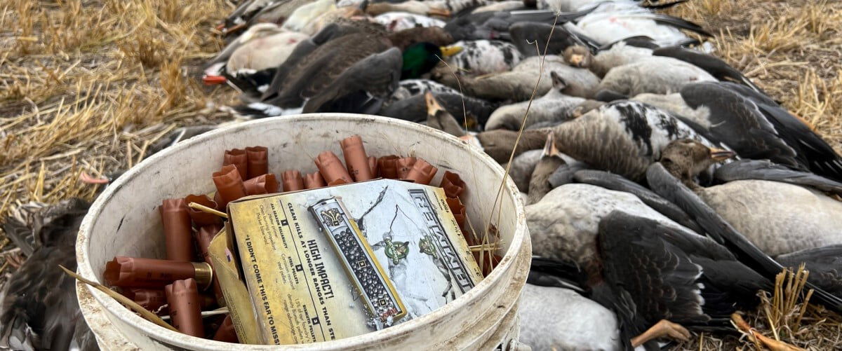 shot HEVI-Hammer shotshells in a bucket in front of dead geese