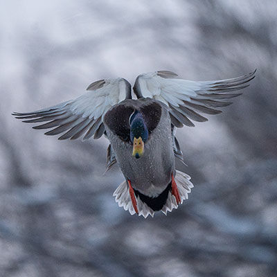 28-Gauge Ammo Buyer&rsquo;s Guide: How to Choose the Right Load for Hunting