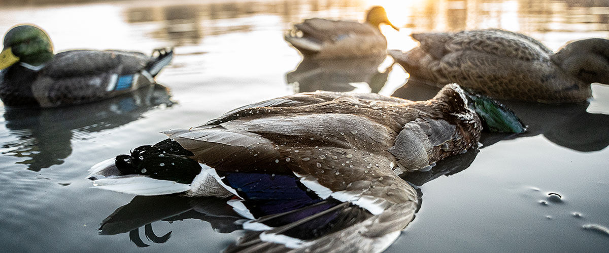 dead duck floating on water next to duck decoys