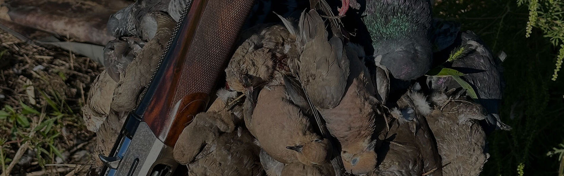 doves in a pile with a shotgun resting on them
