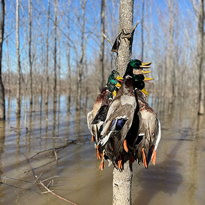 Hunting Ducks In The Short Trees