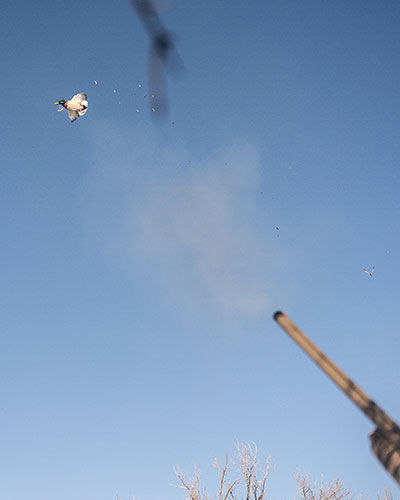 shotgun shooting a flying duck