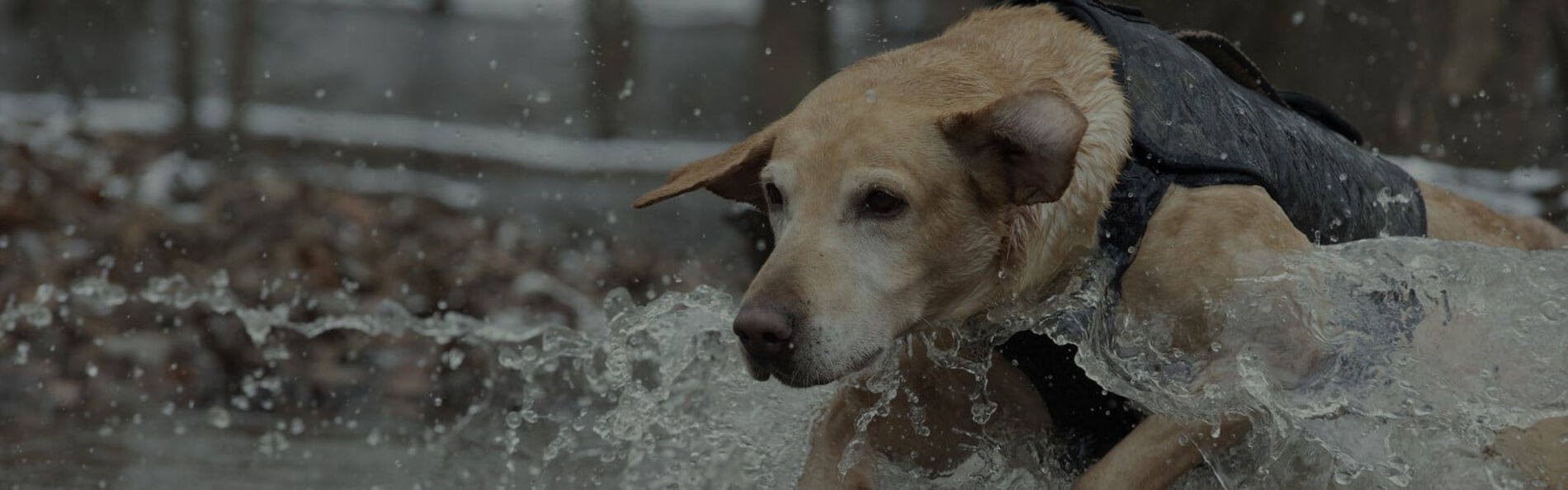 dog running through water