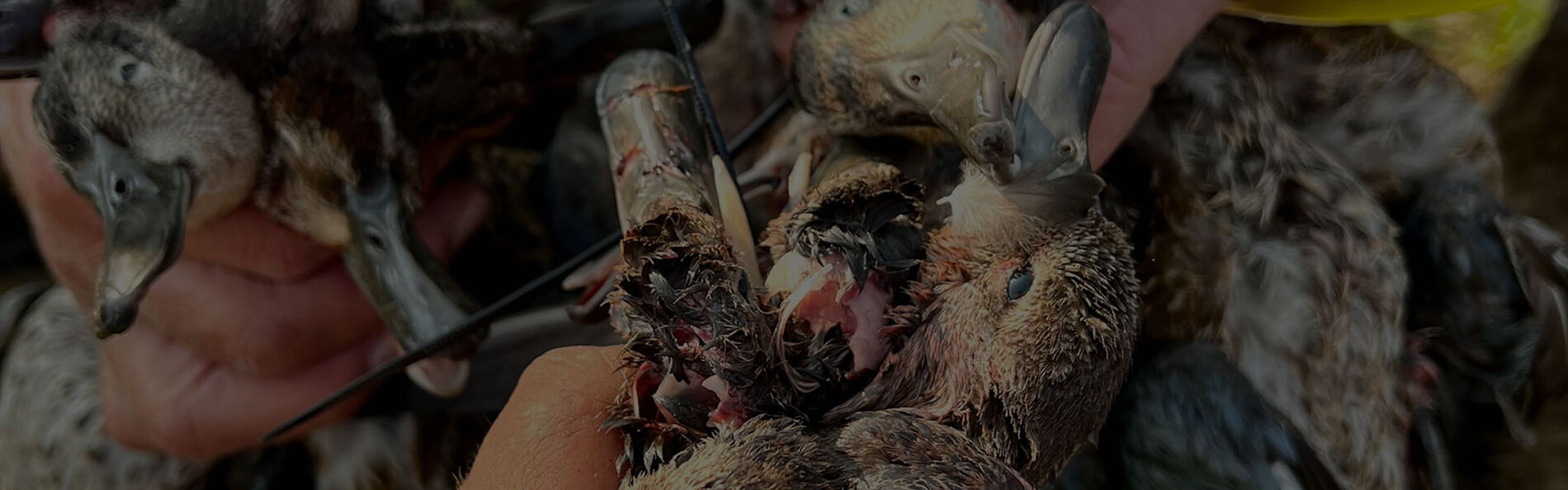 hunter holding ducks