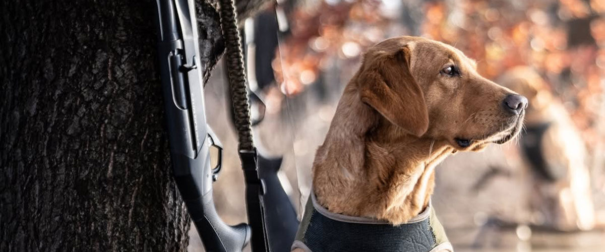 dog standing by a tree with a shotgun resting on it