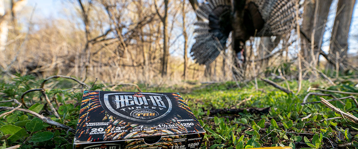 HEVI-18 Turkey laying in the grass with a dead turkey hanging in the background