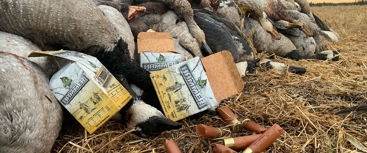 dead geese next to HEVI-Hammer shotshells and box