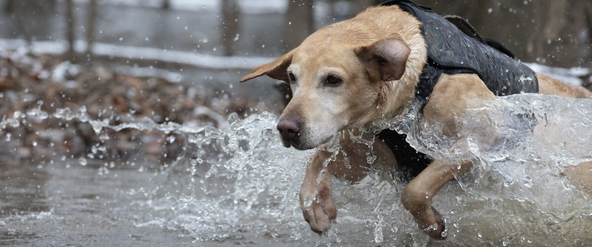 dog running through water