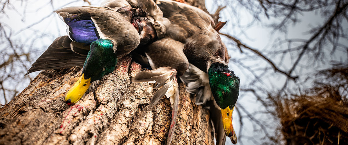dead ducks hanging on a tree