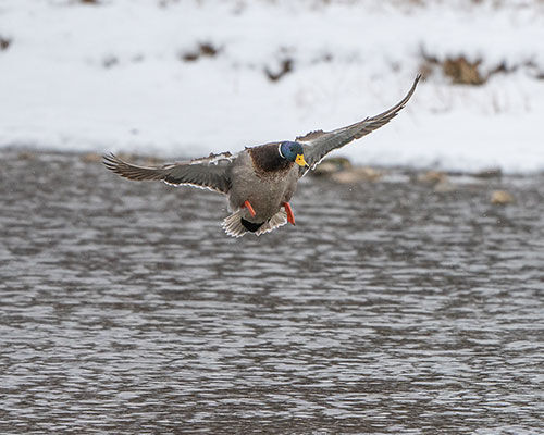 duck landing on a lake