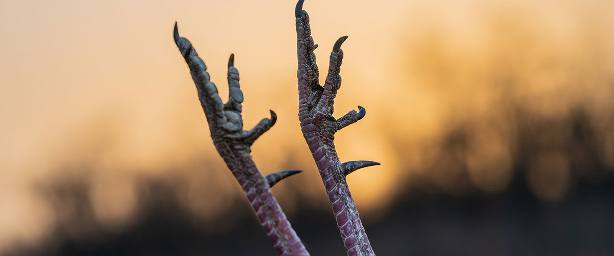 turkey feet