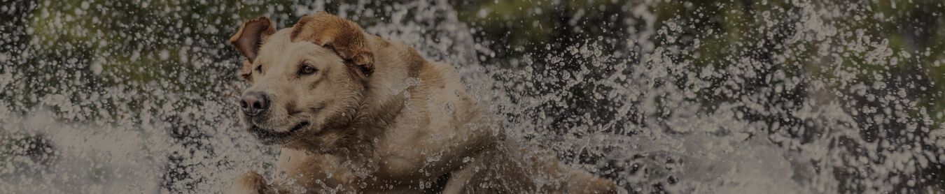 golden retriever running through the water