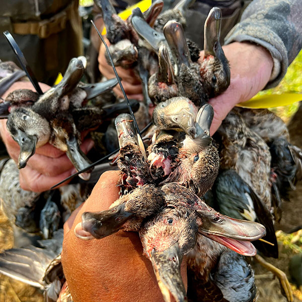 hunter holding ducks