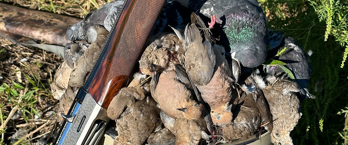doves in a pile with a shotgun resting next to them