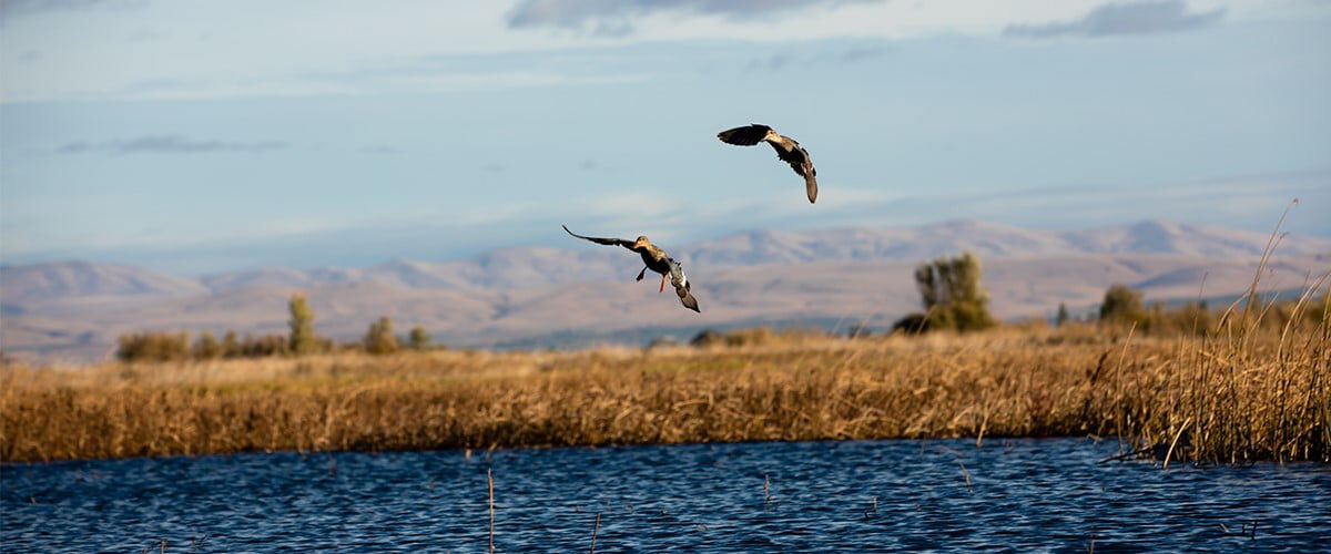 Ducks flying over a pond
