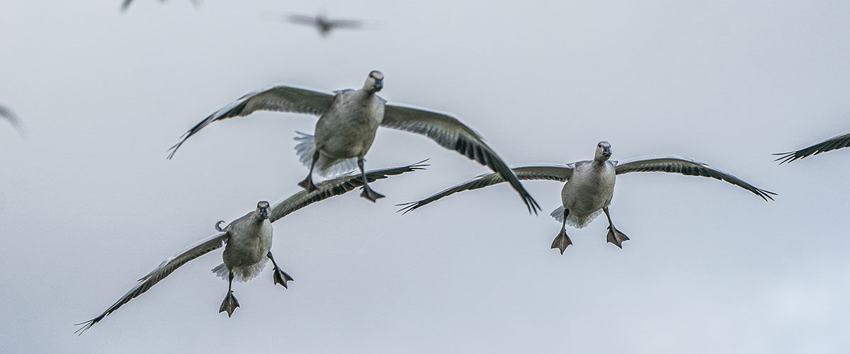 flying ducks