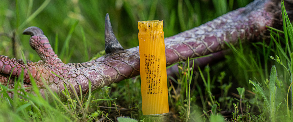 turkey leg in the grass with shot HEVI-13 shotshell
