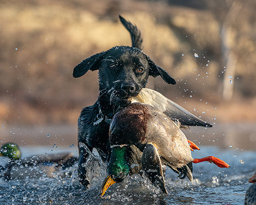 dog carrying dead duck in its mouth