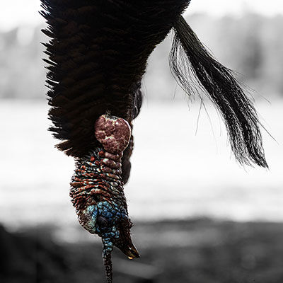 Best Shot Size for Turkey: Complete Guide to Turkey Shot Size