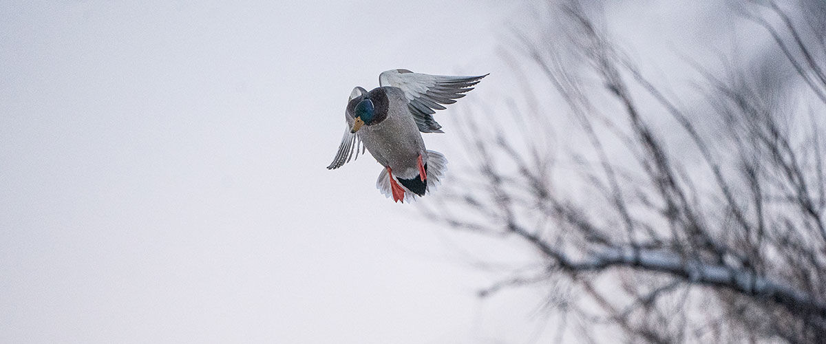 Duck flying in the air