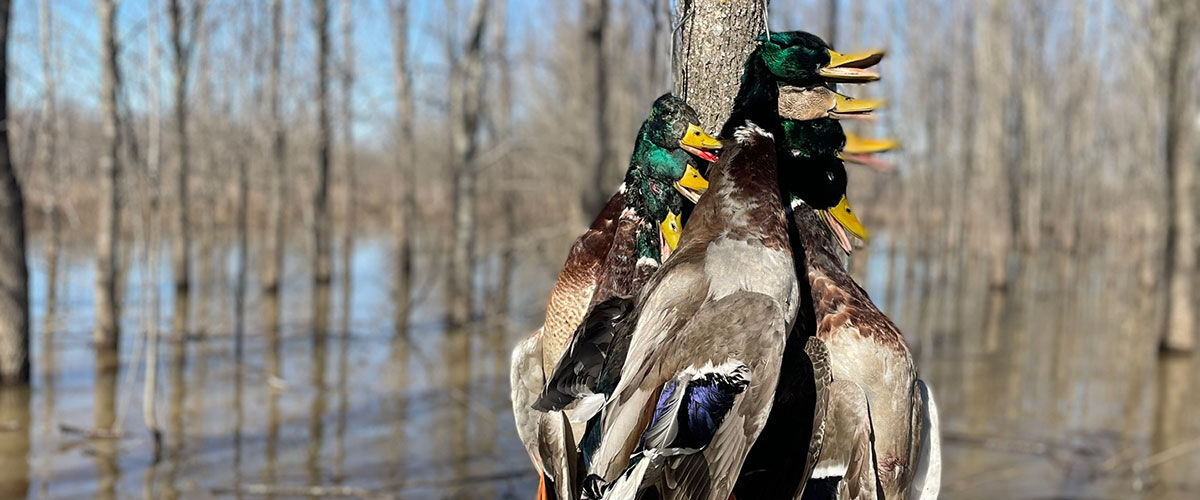 ducks hanging from a tree