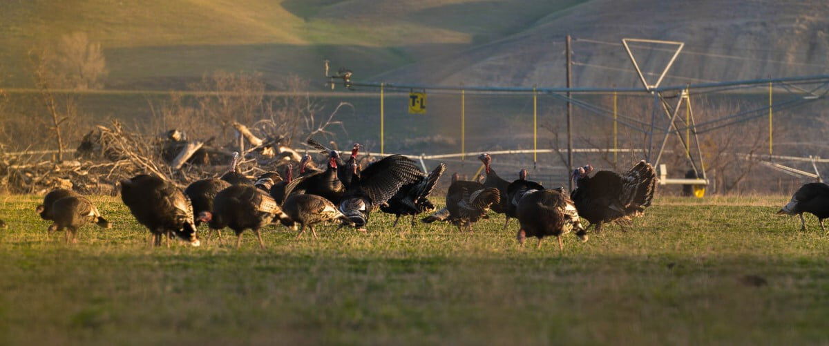 flock of turkeys standing in a field